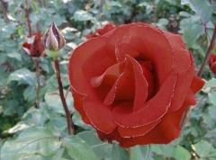 Druh růže vypěstovaný v Portlandu, Oregon, USA