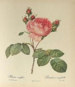  Růže stolistá Zdroj: wikimedia.org