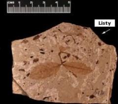   Rosa hilliaiae Lesquereux z období oligocénu (23–35 milionů let), Colorado, USA (Britské přírodovědecké muzeum) www.mobile.kreacionismus.cz